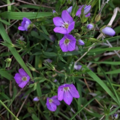 Veronica gracilis (Slender Speedwell) at Googong, NSW - 3 Nov 2015 by Wandiyali