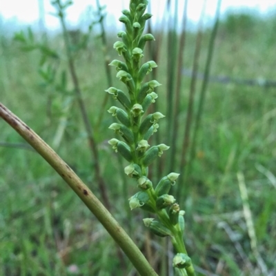 Microtis sp. (Onion Orchid) at Googong, NSW - 4 Nov 2015 by Wandiyali