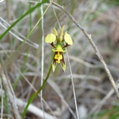 Diuris sulphurea (Tiger Orchid) at Point 479 - 31 Oct 2015 by AM