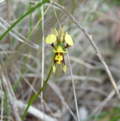 Diuris sulphurea (Tiger orchid) at Point 479 - 30 Oct 2015 by AM