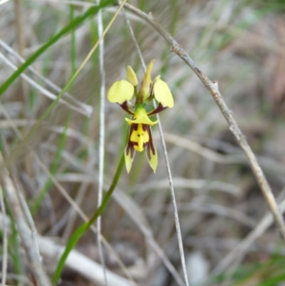 Diuris sulphurea (Tiger Orchid) at Bruce, ACT - 30 Oct 2015 by AM