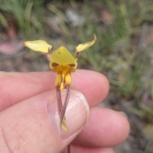 Diuris sulphurea at Canberra Central, ACT - suppressed