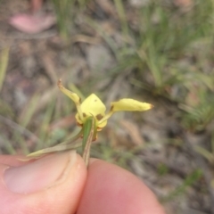 Diuris sulphurea at Canberra Central, ACT - suppressed