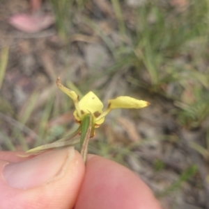 Diuris sulphurea at Canberra Central, ACT - suppressed