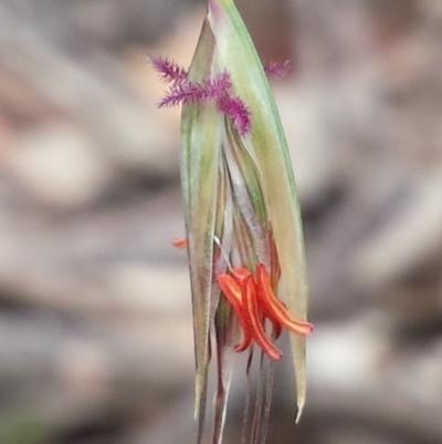 Rytidosperma pallidum (Red-anther Wallaby Grass) at Aranda Bushland - 3 Nov 2015 by MattM