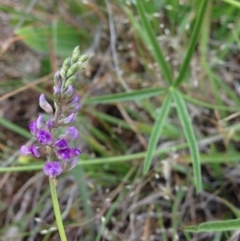 Cullen tenax (Tough Scurf-Pea) at Mulanggari Grasslands - 4 Nov 2015 by RichardMilner