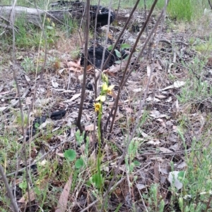 Diuris sulphurea at Point 4522 - 21 Oct 2015