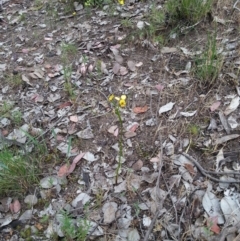 Diuris sp. (A Donkey Orchid) at Molonglo Valley, ACT - 20 Oct 2015 by Sheridan.maher