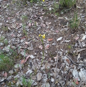 Diuris sp. at Point 4598 - 21 Oct 2015