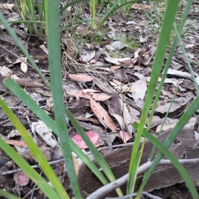 Caladenia sp. (A Caladenia) at Molonglo Valley, ACT - 20 Oct 2015 by Sheridan.maher