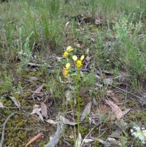 Diuris nigromontana at Point 4526 - suppressed