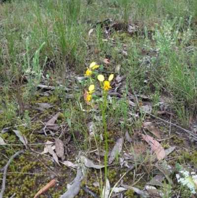 Diuris nigromontana (Black Mountain Leopard Orchid) at Point 4526 - 21 Oct 2015 by Sheridan.maher