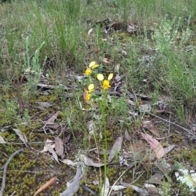 Diuris nigromontana (Black Mountain Leopard Orchid) at Molonglo Valley, ACT - 20 Oct 2015 by Sheridan.maher
