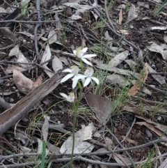 Caladenia moschata (Musky Caps) at Molonglo Valley, ACT - 20 Oct 2015 by Sheridan.maher