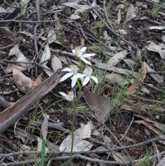 Caladenia moschata (Musky Caps) at Point 4526 - 21 Oct 2015 by Sheridan.maher