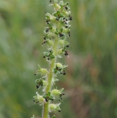 Acaena x ovina (Sheep's Burr) at Kowen, ACT - 3 Nov 2015 by KenT