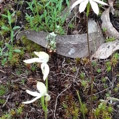 Caladenia moschata (Musky Caps) at Point 4526 - 21 Oct 2015 by Sheridan.maher