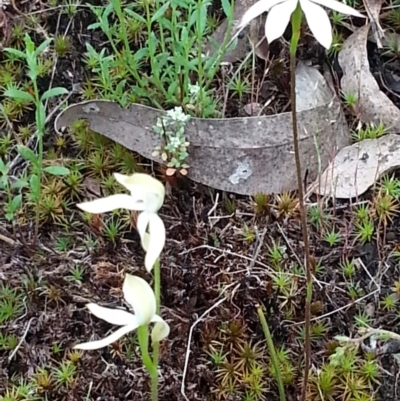 Caladenia moschata (Musky Caps) at Molonglo Valley, ACT - 20 Oct 2015 by Sheridan.maher