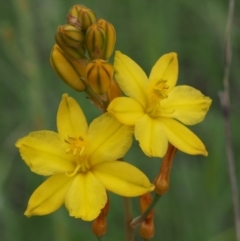 Bulbine bulbosa (Golden Lily, Bulbine Lily) at Kowen, ACT - 3 Nov 2015 by KenT