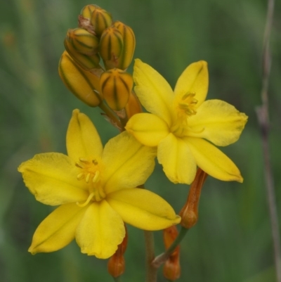 Bulbine bulbosa (Golden Lily) at Kowen Woodland - 2 Nov 2015 by KenT