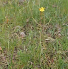 Bulbine bulbosa at Kowen, ACT - 3 Nov 2015