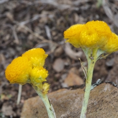 Chrysocephalum apiculatum (Common Everlasting) at Kowen Woodland - 3 Nov 2015 by KenT