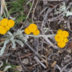 Chrysocephalum apiculatum at Kowen, ACT - 3 Nov 2015