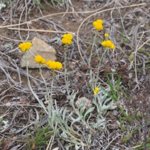 Chrysocephalum apiculatum at Kowen, ACT - 3 Nov 2015 11:42 AM