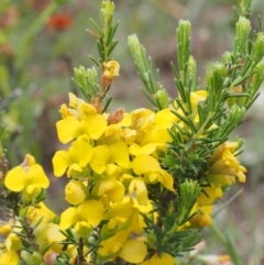 Dillwynia sericea (Egg And Bacon Peas) at Kowen, ACT - 3 Nov 2015 by KenT