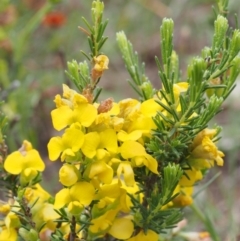 Dillwynia sericea (Egg And Bacon Peas) at Kowen Woodland - 3 Nov 2015 by KenT