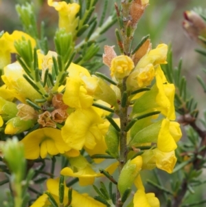 Dillwynia sericea at Kowen, ACT - 3 Nov 2015