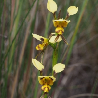 Diuris sulphurea (Tiger Orchid) at Kowen, ACT - 2 Nov 2015 by KenT