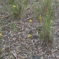 Diuris sulphurea at Kowen, ACT - 3 Nov 2015