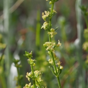 Galium gaudichaudii subsp. gaudichaudii at Kowen, ACT - 3 Nov 2015 08:56 AM