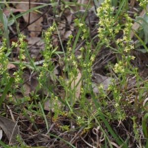 Galium gaudichaudii subsp. gaudichaudii at Kowen, ACT - 3 Nov 2015 08:56 AM