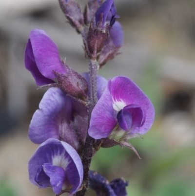 Glycine tabacina (Variable Glycine) at Kowen Woodland - 3 Nov 2015 by KenT