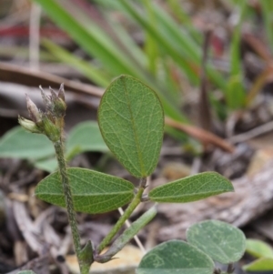 Glycine tabacina at Kowen, ACT - 3 Nov 2015