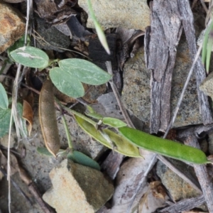 Glycine tabacina at Kowen, ACT - 3 Nov 2015