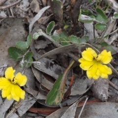 Goodenia hederacea subsp. hederacea (Ivy Goodenia, Forest Goodenia) at Kowen, ACT - 3 Nov 2015 by KenT