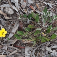 Goodenia hederacea subsp. hederacea at Kowen, ACT - 3 Nov 2015 11:00 AM