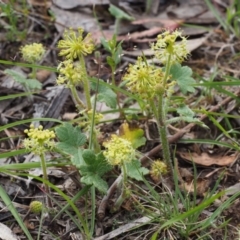 Hydrocotyle laxiflora (Stinking Pennywort) at Kowen, ACT - 3 Nov 2015 by KenT