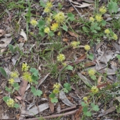 Hydrocotyle laxiflora at Kowen, ACT - 3 Nov 2015 09:37 AM