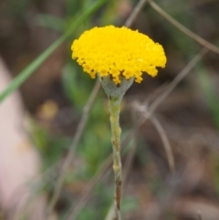 Leptorhynchos squamatus subsp. squamatus (Scaly Buttons) at Kowen Woodland - 3 Nov 2015 by KenT