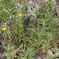 Leptorhynchos squamatus subsp. squamatus at Kowen, ACT - 3 Nov 2015 08:49 AM