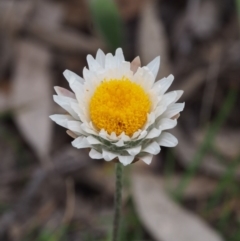 Leucochrysum albicans subsp. tricolor (Hoary Sunray) at Kowen Woodland - 2 Nov 2015 by KenT