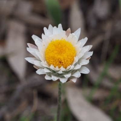 Leucochrysum albicans subsp. tricolor (Hoary Sunray) at Kowen, ACT - 2 Nov 2015 by KenT