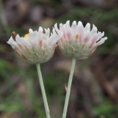 Leucochrysum albicans subsp. tricolor at Kowen, ACT - 3 Nov 2015