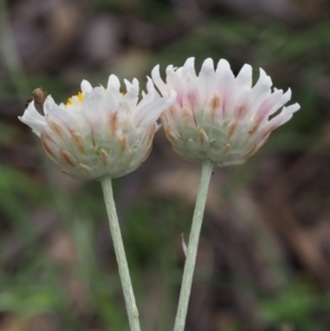 Leucochrysum albicans subsp. tricolor at Kowen, ACT - 3 Nov 2015 08:24 AM