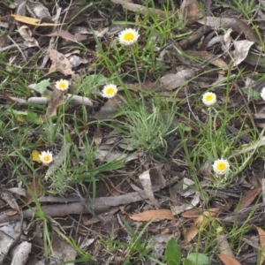 Leucochrysum albicans subsp. tricolor at Kowen, ACT - 3 Nov 2015 08:24 AM