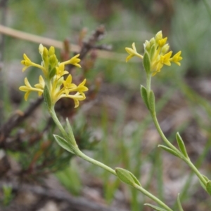 Pimelea curviflora at Kowen, ACT - 3 Nov 2015